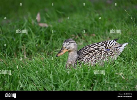 Dabbling Duck Hi Res Stock Photography And Images Alamy