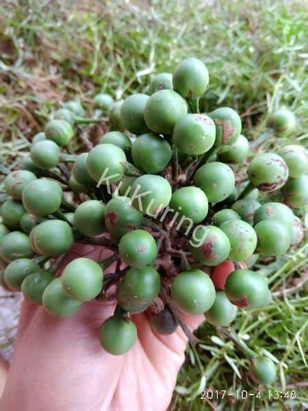 Jual Buah Takokak Gr Cepokak Terung Pipit Segar Solanum Torvum Obat