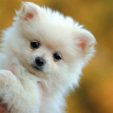 Pomeranian For Adoption | Adopt A Pomeranian | Petmeetly