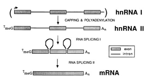 Heterogeneous Nuclear RNA (hnRNA) - Biology Notes Online