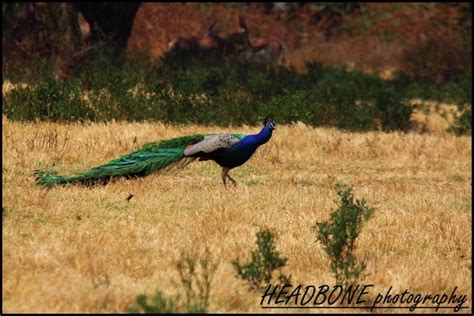 Animals at Pretoria Zoo