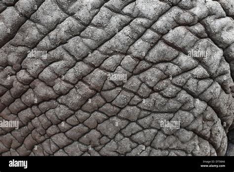 Close Up Of African Elephant Skin Stock Photo Alamy