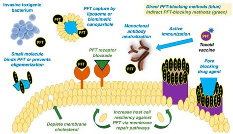 Toxins Special Issue Bacterial Pore Forming Toxins