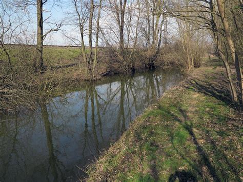 136 Kojetín okres Přerov Karas obecný