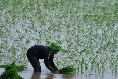 Keterbatasan Lahan Dorong Biaya Produksi Padi