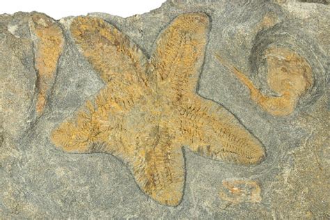 3.9" Feathery Starfish Fossil With Carpoids - Kaid Rami, Morocco ...