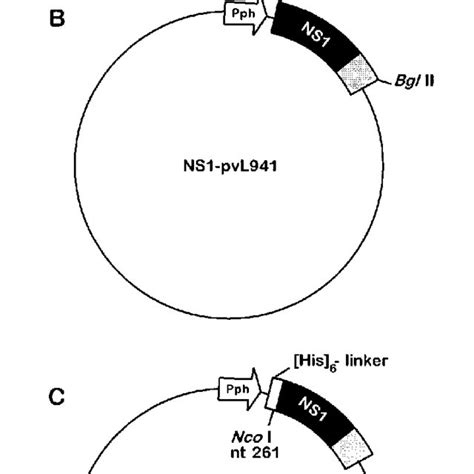 Schematic Representation Of Mvm And Expression Vectors Encoding Ns1