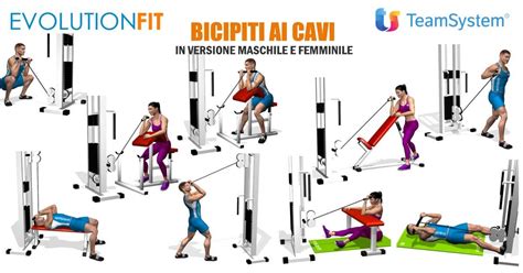 Nuovi Esercizi Aggiunti Esercizi Bicipiti Ai Cavi Evolutionfit