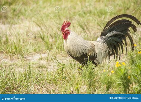 Farm Roster stock image. Image of roster, feathers, tail - 55829483