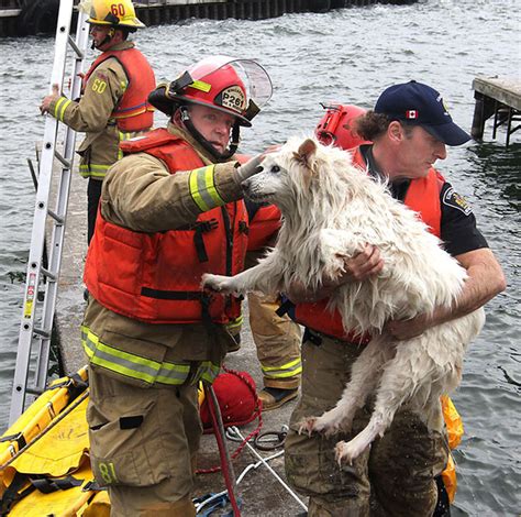 Más que héroes – Bomberos que además de apagar el fuego, salvan la vida de los animales ...