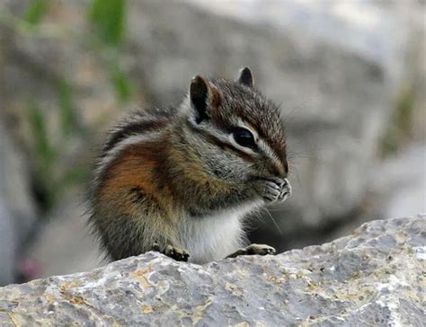 20 Types of Chipmunks: Species, Identification, and Photos