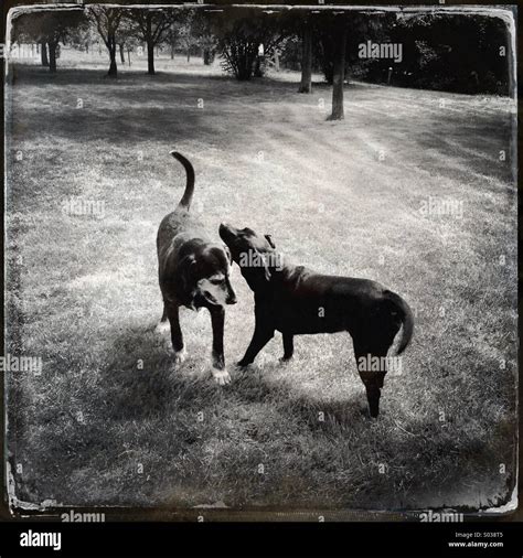 dogs   garden stock photo alamy
