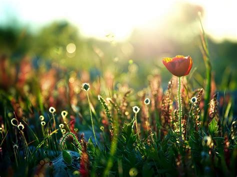 Wallpaper Red Poppy Flower Backlight Glare 1920x1200 Picture Image