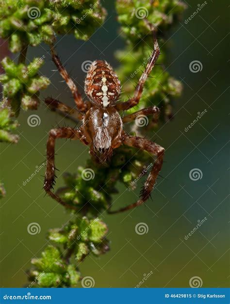 A Aranha De Jardim Europeia Diadematus Do Araneus Imagem De Stock