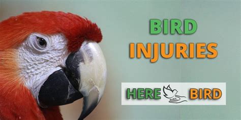 Bird Injuries & Wounds - What To Do And First Aid Caring Steps