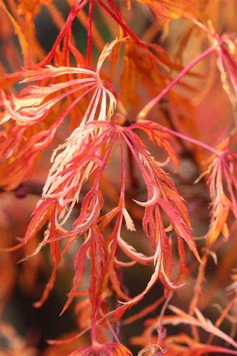 Acer Palmatum Toyama Nishiki Japanese Maple Conifer Kingdom