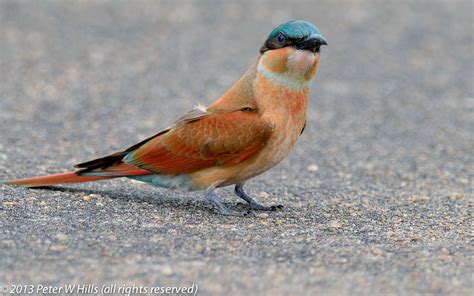 Bee Eater Southern Carmine Merops Nubicoides Juvenile Kruger South