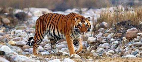 Jim Corbett National Park - Wiki Rajput