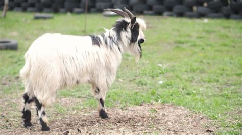 Cute Goat With Horns On Green Pasture In Village Farm Field Countryside