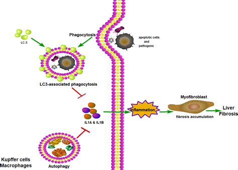 Frontiers Macrophage Autophagy In Macrophage Polarization Chronic