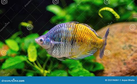 Boesemani Rainbow Fish Rainbow Fish Female From Genus Melanotaenia In