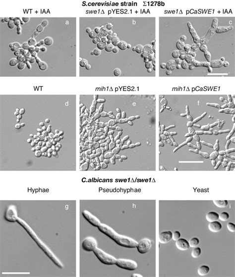 The C Albicans Swe1 Gene Af S Cerevisiae Cells Of The Indicated Download Scientific