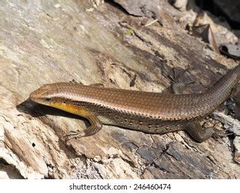eutropis multifasciatus kadal kebun stock photo  shutterstock