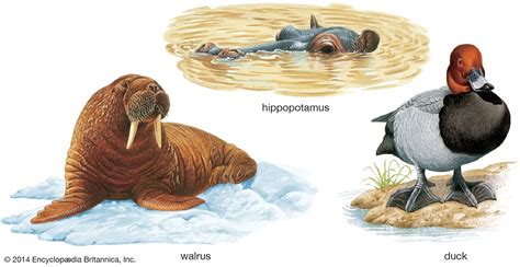 adaptation | Definition, Examples, & Facts | Britannica