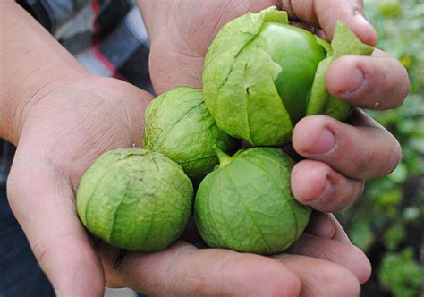 Cultivo De Tomate De Cascara Physalis Ixocarpa