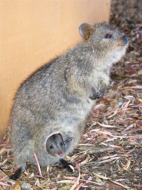 Quokka with Baby stock image. Image of small, australia - 87443