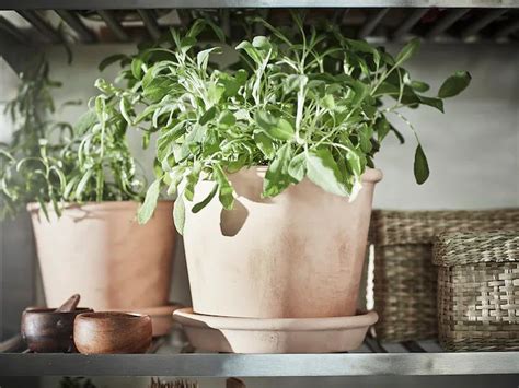 Three Potted Plants Sit On Top Of A Shelf Next To Other Pots And Baskets