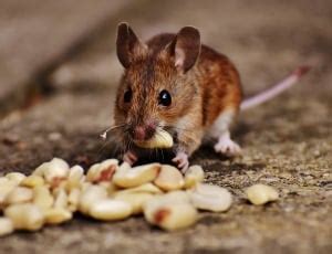 Brown Field Mouse Free Image Peakpx