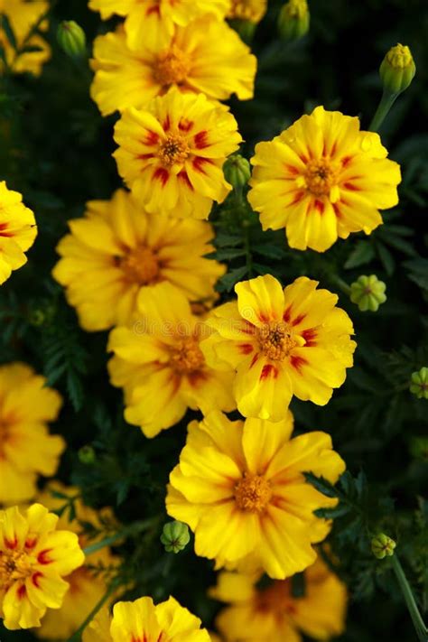 Yellow Saffron Flowers on Green Background Close Up Stock Image - Image ...