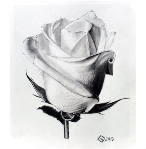 realistic sketch rose drawing
