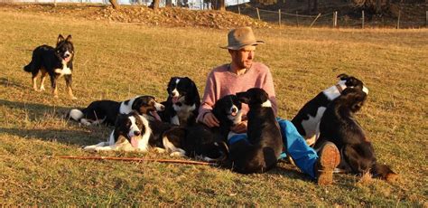 Stage Formation Dressage De Chiens De Troupeau Border Collie