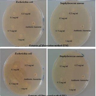 Antibacterial Activity Of Different Concentrations Of Extracts Of C