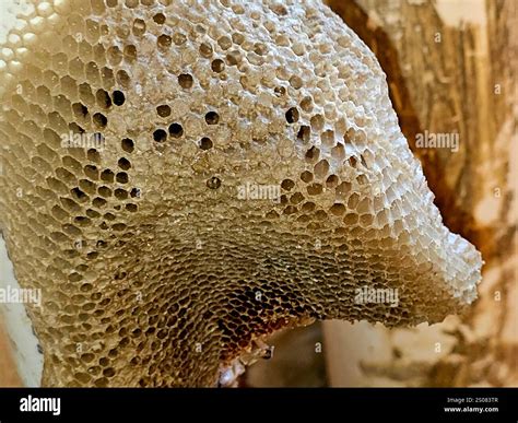 honeycomb  mass  hexagonal prismatic cells built  beeswax
