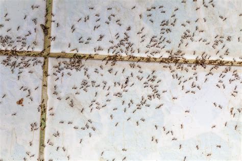 The Long Term Effects Of Ant Infestation And What You Can Do Now