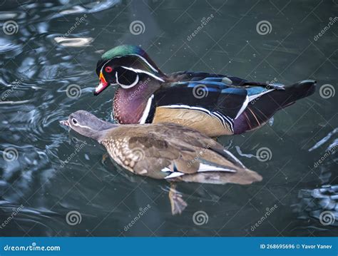 Male and Female American Wood Duck, in Courtship. Stock Photo - Image of beak, seabird: 268695696