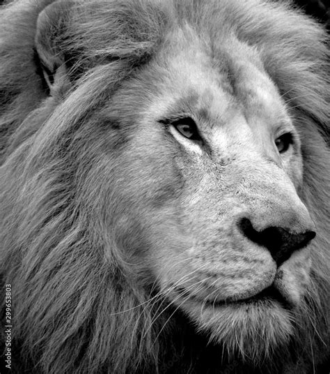 Male White Lion Is A Rare Color Mutation Of The Lion When The First