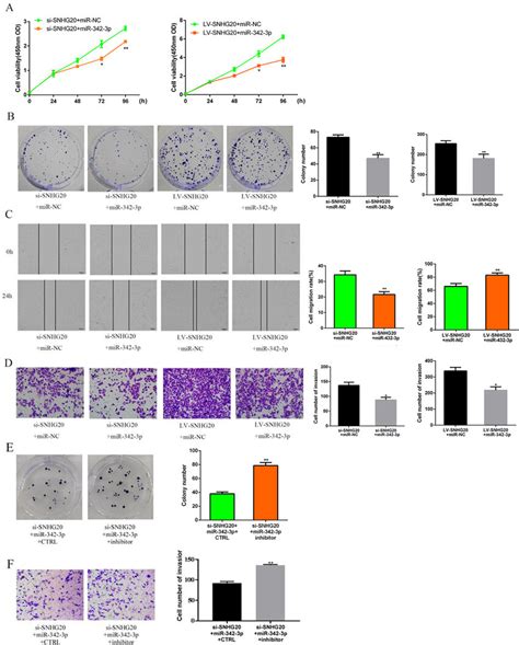 SNHG20 Promotes Cell Proliferation Migration And Invasion By