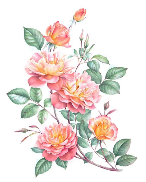 Watercolor Roses Flower Drawing Flower Illustration Watercolor Rose