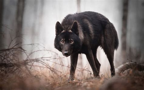 Download Black Wolf In The Wild Wallpaper