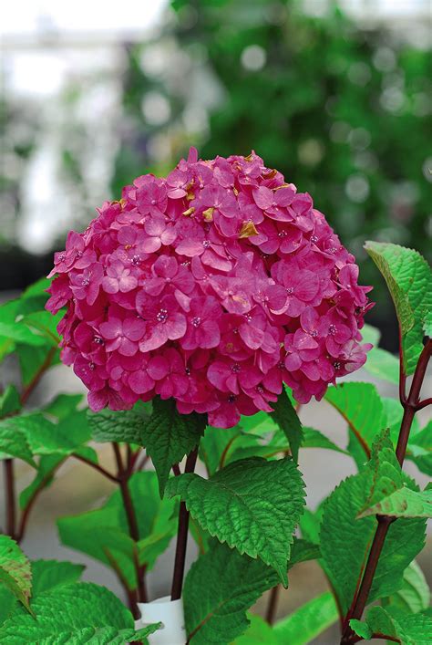 Buy Hardy Hydrangea Macrophylla Endless Summer Bloomstar Flowering