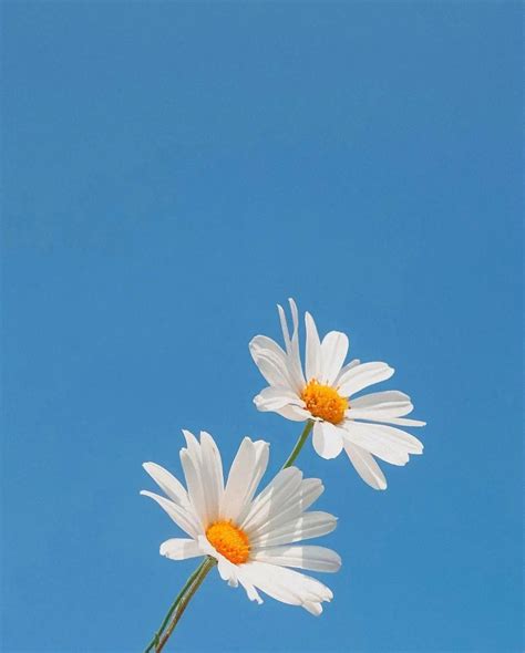 White Daisies Against Blue Sky