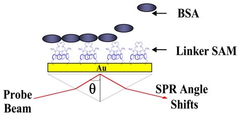 Schematic Diagram Of Bsa Immobilization On The Calixarene Monolayer