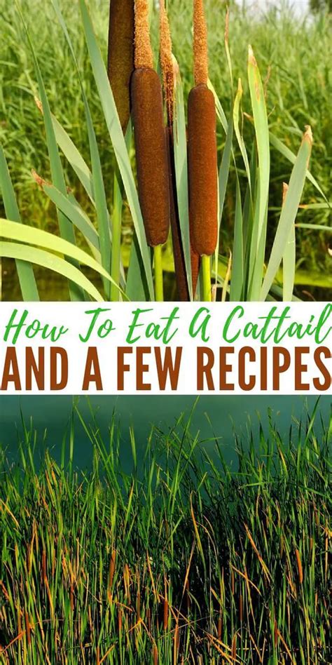 How To Eat A Cattail And A Few Recipes