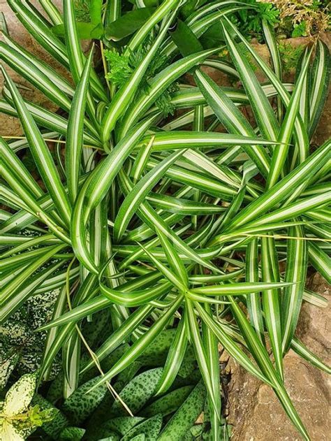 How To Grow Spider Plant Outdoors Balcony Garden Web