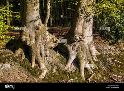 Kupfer Buchen Fagus Sylvatica Stockfotos Und Bilder Kaufen Alamy