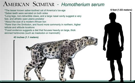 Homotherium serum | Dan Reed | Flickr